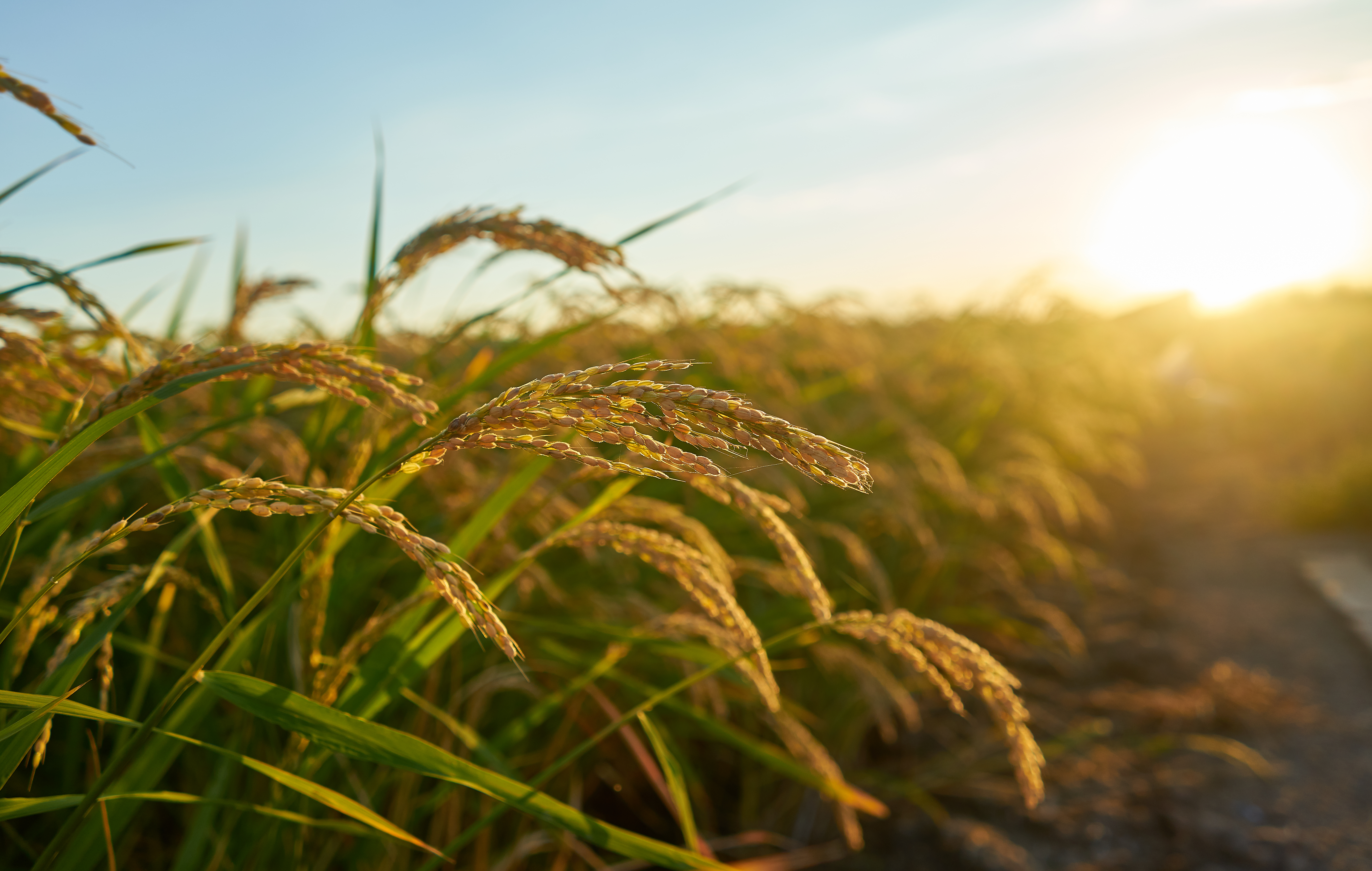 Sponty Food Ventures agricultural and food services